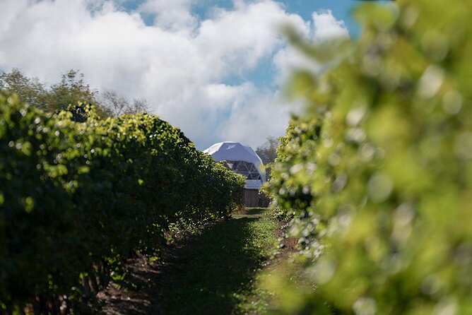 1 Hour Private Vineyard Dome Experience in Niagara-on-the-Lake - The wines and what you may take away