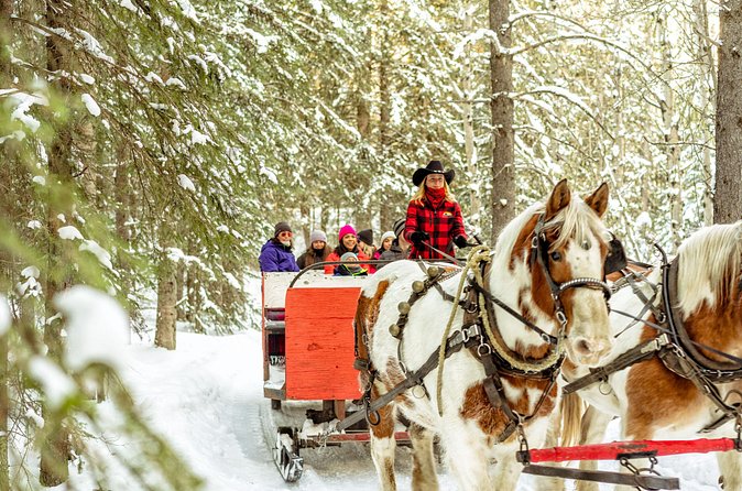 1 Hour Shared Winter Sleigh Ride Experience in Kananaskis - Group size and the feel of the outing