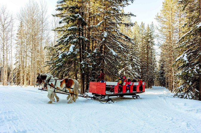 1 Hour Shared Winter Sleigh Ride Experience in Kananaskis - Who will enjoy this most
