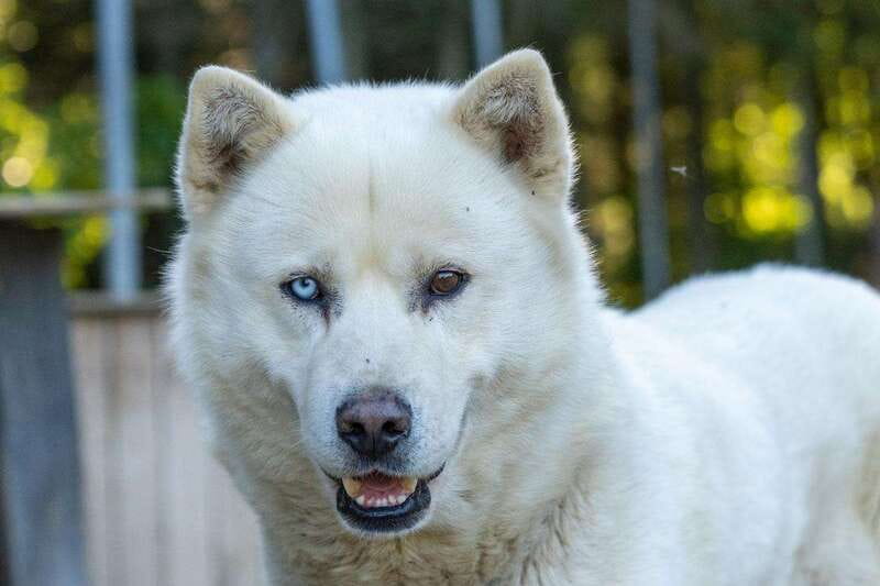 15 min. Tadoussac : Behind-the-Scenes Sled Dog Kennel Tour - Why the food distribution matters