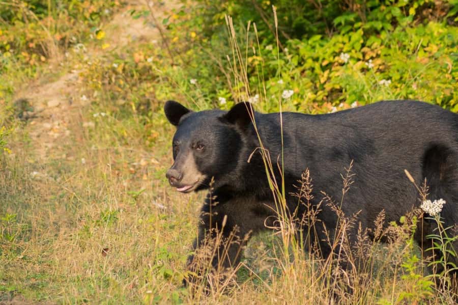 15 min. Tadoussac : Black Bear Observation with Expert Guide - Key points to know before you book