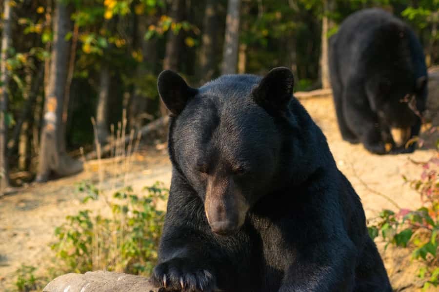 15 min. Tadoussac : Black Bear Observation with Expert Guide - Watching black bears near Tadoussac