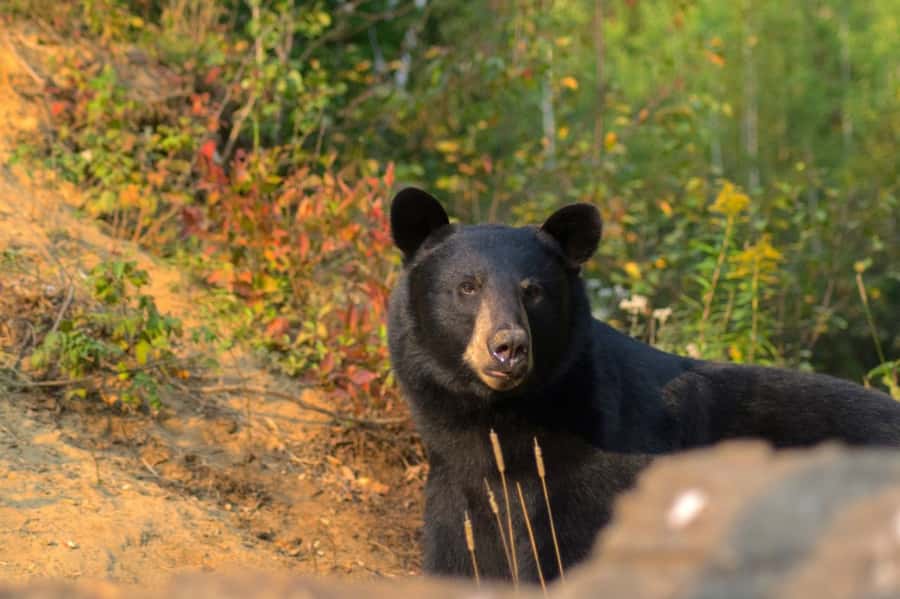 15 min. Tadoussac : Black Bear Observation with Expert Guide - A five-minute bus ride, then a short forest walk