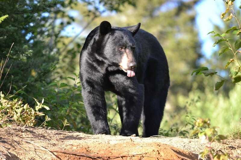 15 min. Tadoussac : Black Bear Observation with Expert Guide - Who will enjoy this outing most