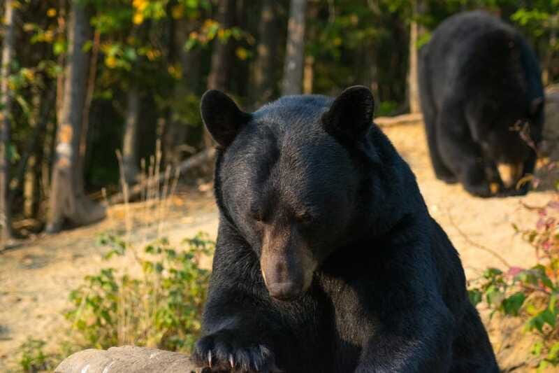 15 min. Tadoussac : Black Bear Observation with Expert Guide - What to pack for the forest