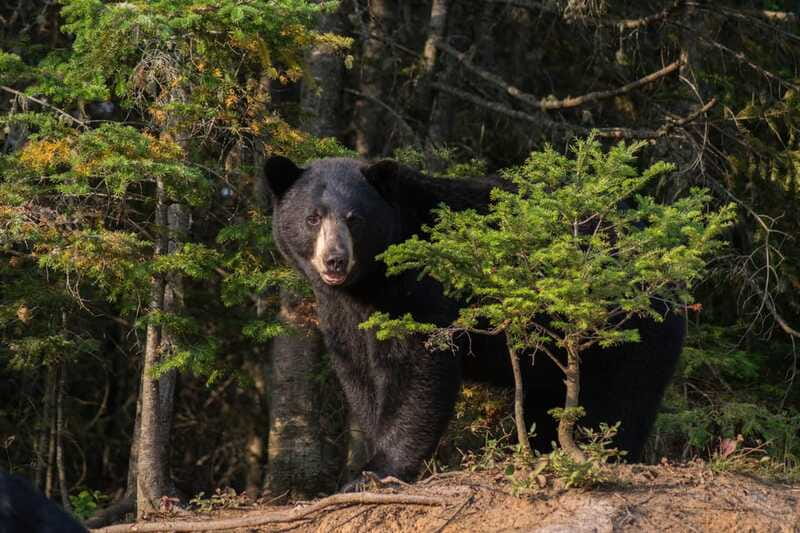 15 min. Tadoussac : Black Bear Observation with Expert Guide - Booking, cancellation, and timing
