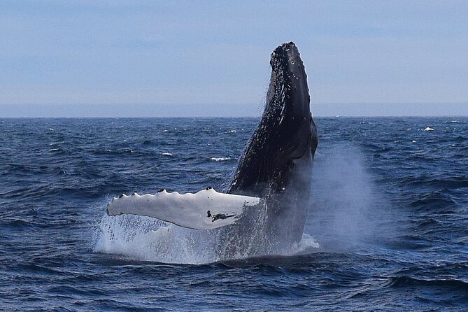 2 Hour Award-Winning Whale and Seabird Boat Tour from St. John's - Key points to know before you book