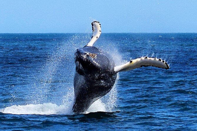 2 Hour Award-Winning Whale and Seabird Boat Tour from St. John's - Leaving Pier 6 for a new view of St. John’s
