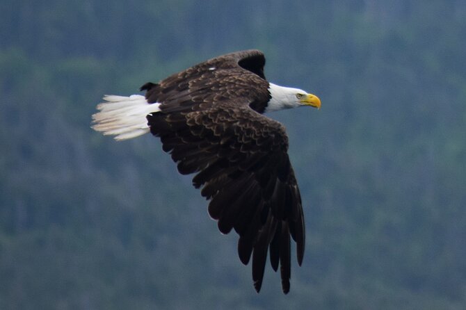 2 Hour Award-Winning Whale and Seabird Boat Tour from St. John's - Cape Spear, the eastern edge of North America