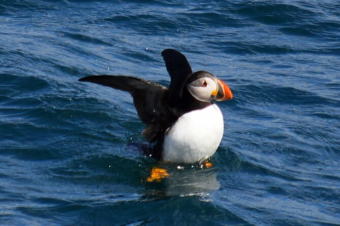 2 Hour Award-Winning Whale and Seabird Boat Tour from St. John's - Whales are possible, but the coast carries the trip