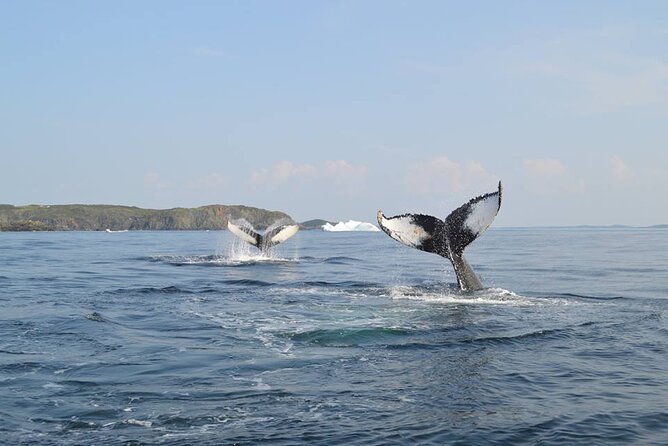 2 Hour Boat Tour in Twillingate - Key points to know before you board