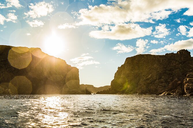 2 Hour Boat Tour in Twillingate - Searching for whales, seabirds, and seals