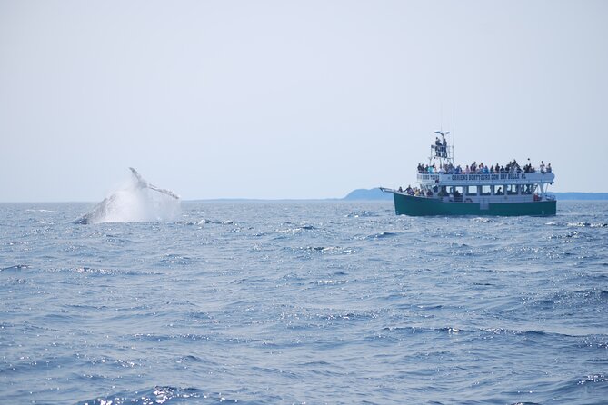 2 Hours Guided Whale and Bird Boat Tour in Bay Bulls - What the Two-Hour Cruise Feels Like