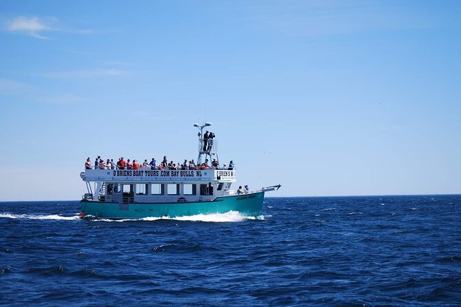 2 Hours Guided Whale and Bird Boat Tour in Bay Bulls - The Crew Adds Newfoundland Personality