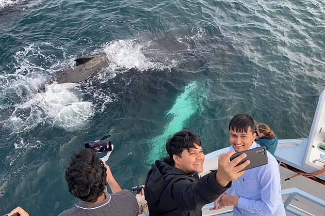 2 Hours Guided Whale and Bird Boat Tour in Bay Bulls - Booking, Weather, and Practical Details