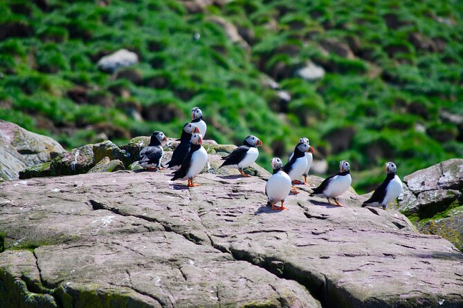 2 Hours Guided Whale and Bird Boat Tour in Bay Bulls - Bird Watching Around Witless Bay Reserve