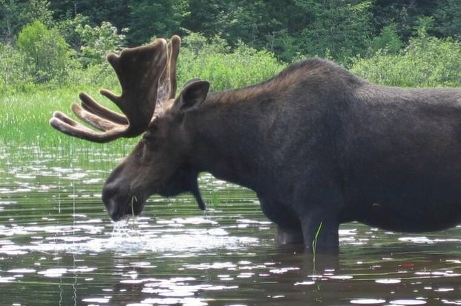 3-Day Algonquin Park Canoe Trip - What this three-day Algonquin trip really offers
