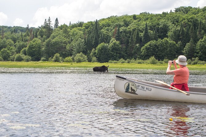 3-Day Algonquin Park Canoe Trip - Day three: an early paddle and ancient pictographs