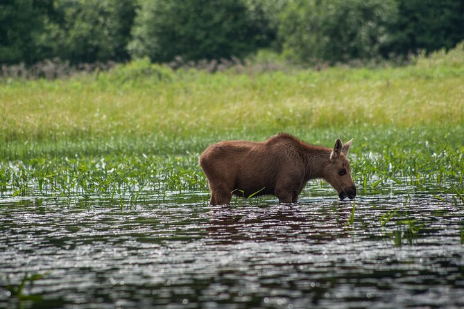 3-Day Algonquin Park Canoe Trip - Fitness, weather, and the beginner question