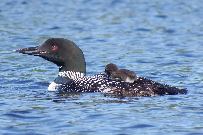 3 Day Algonquin Park Canoe Trip - Moose & Beaver Safari - Food, bugs, and the realities of sleeping outside