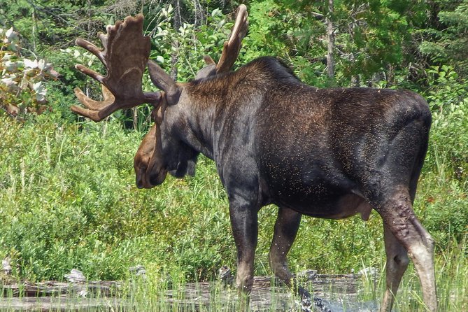 3 Day Algonquin Park Canoe Trip - Moose & Beaver Safari - Day three: packing up and paddling back