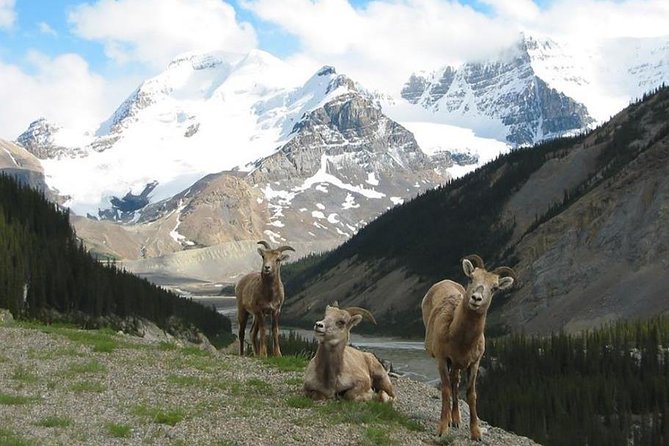 3-Day Glacial Tour package, Columbia Icefield, Jasper, LakeLouise - What the CAD 867.40 price really covers