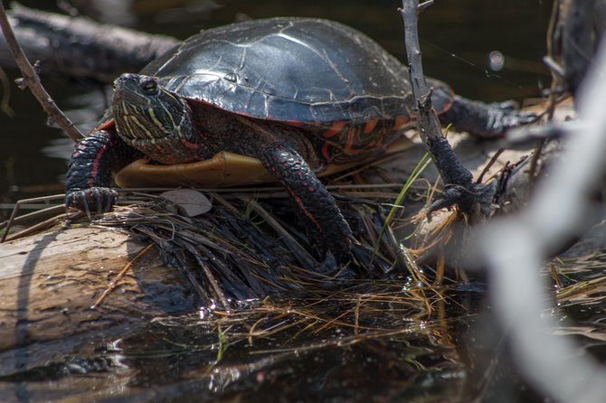 6 Hour Algonquin Park Canoe Trip - Swimming, rock jumping, and seasonal wild food
