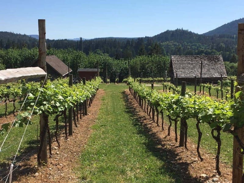 6-Hour Victoria to Cowichan Wine Tour - Enrico, lunch, and the first pour