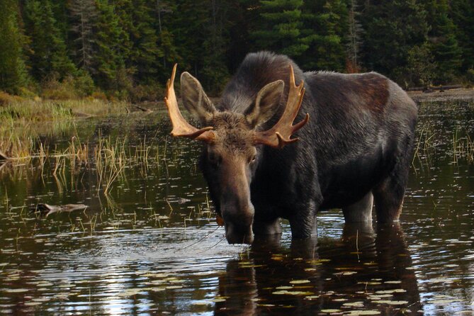 Algonquin Park 4-Day Deluxe Camping & Canoeing Adventure - What this Algonquin trip really offers