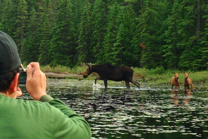 Algonquin Park 4-Day Deluxe Camping & Canoeing Adventure - Day three: four connected waterways and a moose search