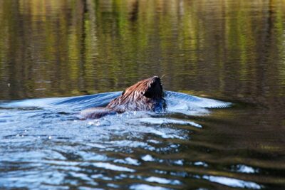 Algonquin Park 4-Day Deluxe Camping & Canoeing Adventure