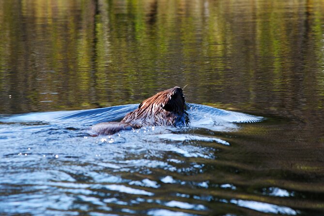 Algonquin Park 4-Day Deluxe Camping & Canoeing Adventure - Day one: three hours into the backcountry