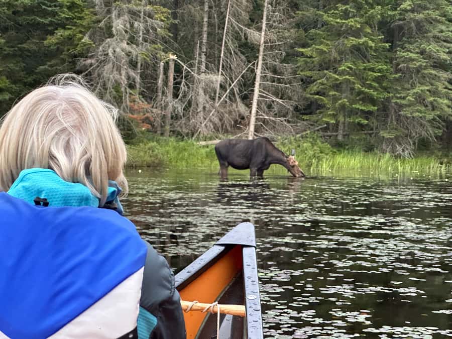Algonquin Park: Deluxe 4-Day/3-night Canoeing/Camping - Key points to know before you book