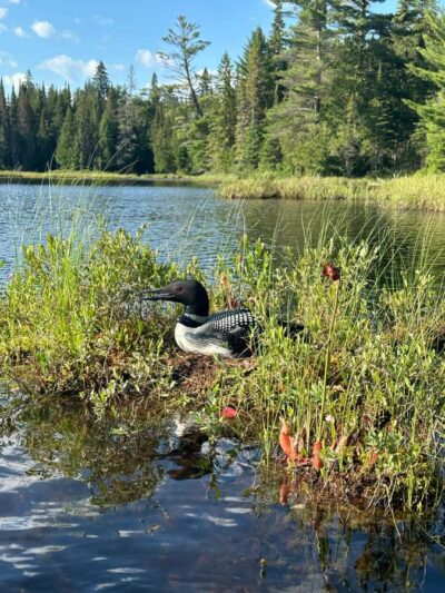 Algonquin Park: Deluxe 4-Day/3-night Canoeing/Camping