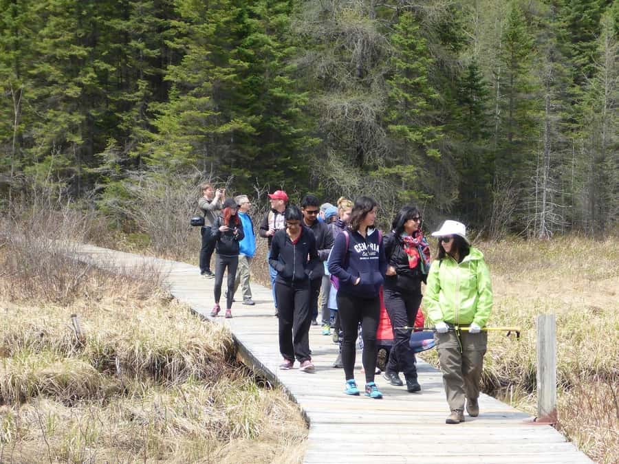 Algonquin Park Hiking: Adventure Tour from Toronto - How much hiking will you really get?