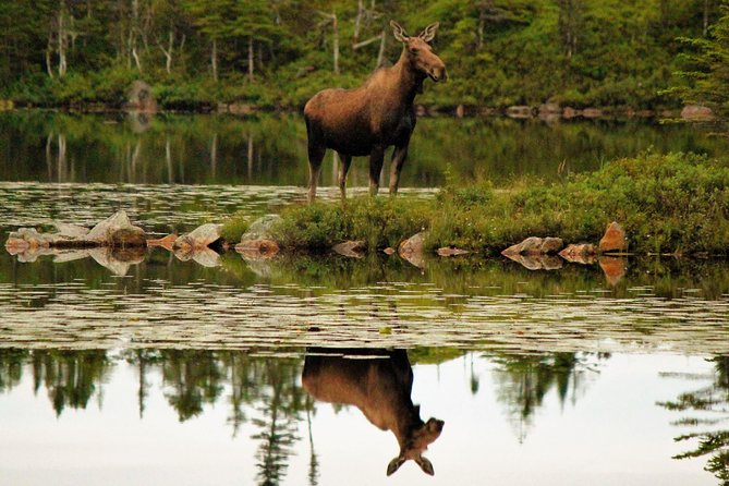 All-Terrain Vehicle Tour in Trinity Newfoundland and Labrador - Key points to know before you book