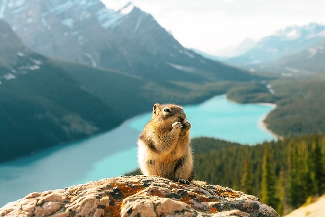 Along Icefields Parkway: Peyto Lake, Bow Lake & Columbia Icefield - Lunch at Saskatchewan River Crossing