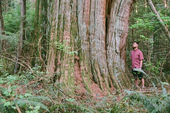 Ancient Trees of Vancouver Walking Tour - Price, group size, and overall value