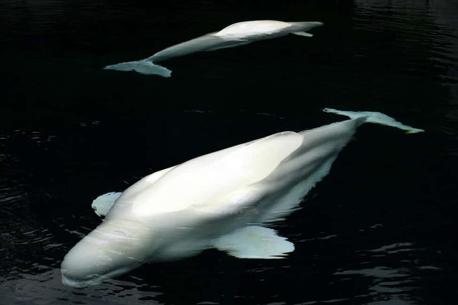 Aquarium & StanleyPark+20 Gem Spots+City/Vip Car+Small Group - Why this tour works for a first look at Vancouver