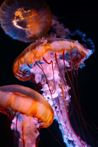 Aquarium & StanleyPark+20 Gem Spots+City/Vip Car+Small Group
