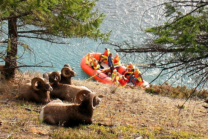 Athabasca River Easy Scenic Raft Trip - What the two to three hours actually include