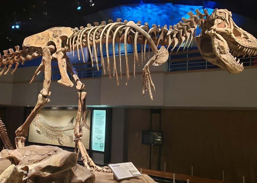 Badlands Tour: Drumheller with Museum, Hoodoos & Coal Mine - Who should book this Drumheller day trip?