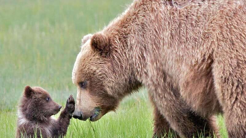 Banff/Canmore- Moraine Lake & Louise-Morning or Sunset Tour - The van ride and wildlife corridor