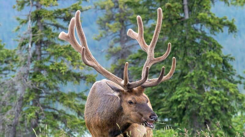 Banff/Canmore- Moraine Lake & Louise-Morning or Sunset Tour - What your time at each lake is really worth