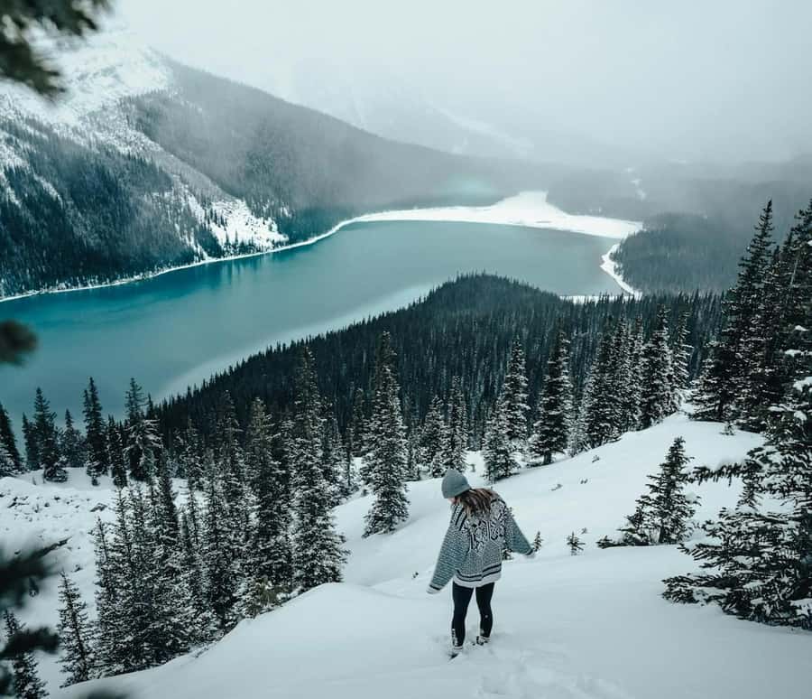 Banff: Columbia Icefield, Skywalk, Parkway, Bow & Peyto Lake - Bow Lake: an early taste of the icefield country
