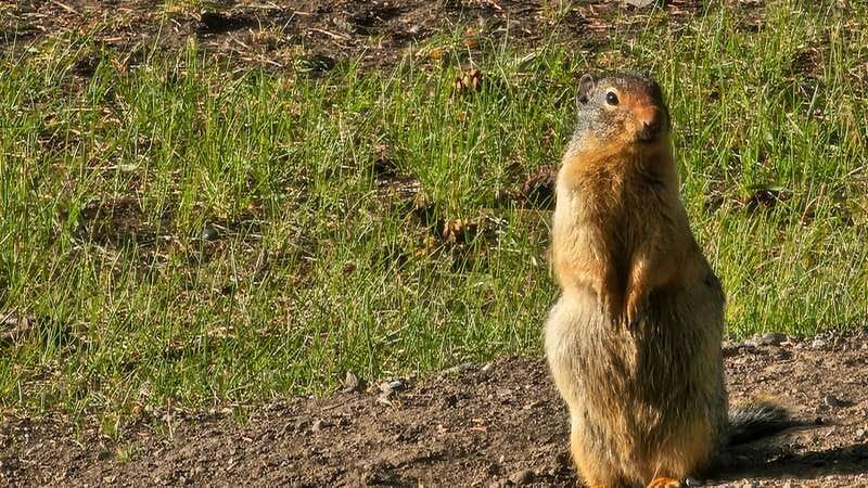 Banff: Evening Wildlife Safari Guided Tour - Who should book this evening safari?