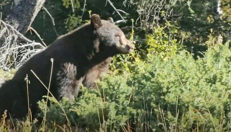 Banff: Evening Wildlife Safari Guided Tour - Why dusk works so well in Banff National Park
