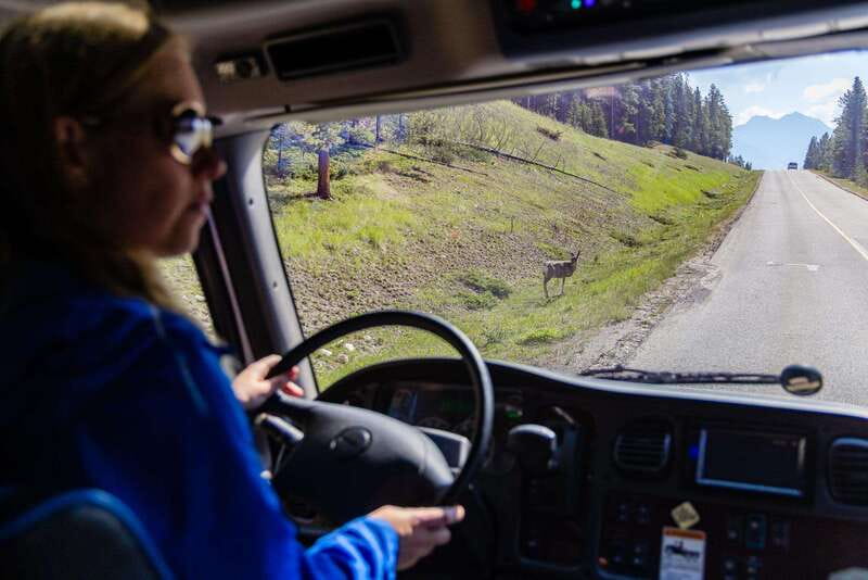 Banff: Evening Wildlife Safari Guided Tour - Reading the park from the road