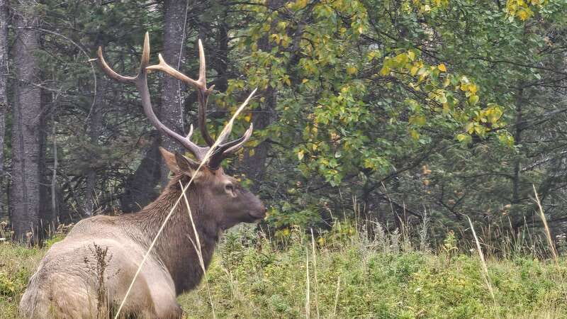 Banff: Evening Wildlife Safari Guided Tour - What you might see, from elk to bears