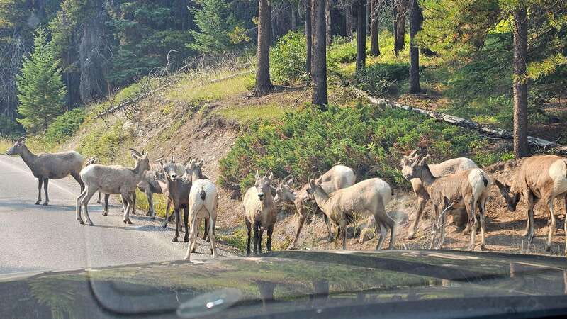 Banff: Evening Wildlife Safari Guided Tour - Viewing from the bus: the practical tradeoff